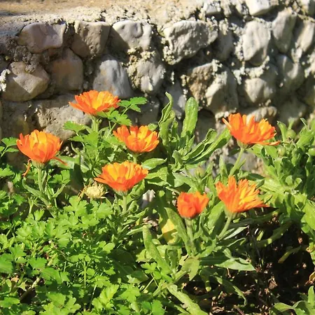 Daire 10002b Rogoznica (Sibenik-Knin)